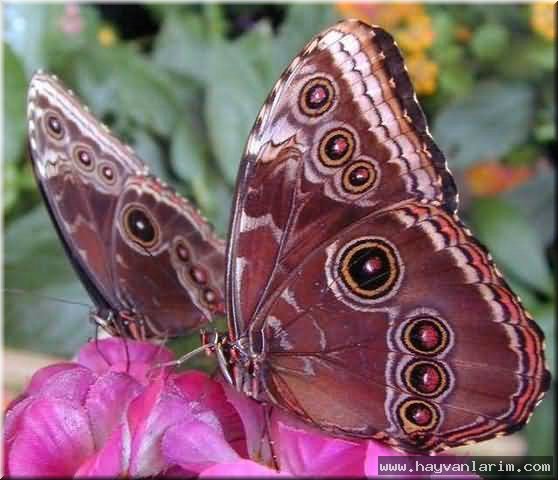 Çok güzel bir kelebek resmi