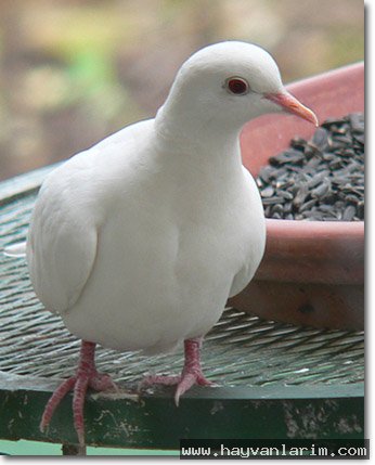 Çok güzel bır kumru güvercini Çok güzel bır kumru güvercini