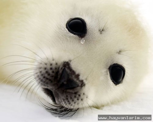 çok tatlı Fok resmi çok tatlı Fok resmi
