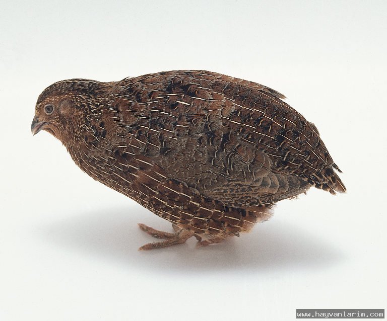 Coturnix japonica Karışık Hayvan Resimleri Hayvanlar