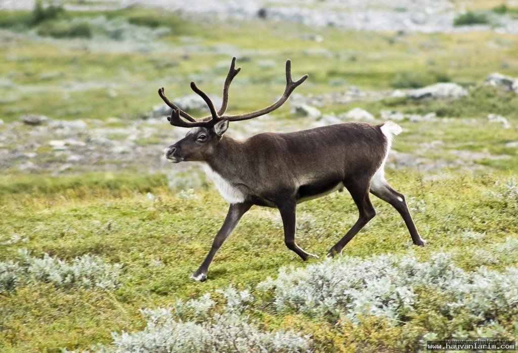 Dağda gezen Geyik Cervidae