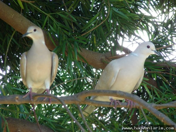 dalda iki kumru resmi dalda iki kumru resmi