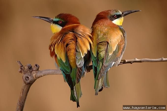 Dalda Kuş resmi Dalda Kuş resmi