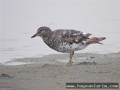 Deniz kenarında Aphriza virgata Deniz kenarında Aphriza virgata