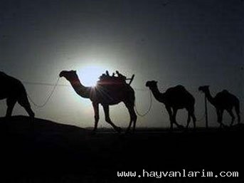 Deve Sürüsü