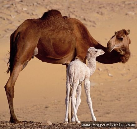 deve ve yavrusu deve ve yavrusu