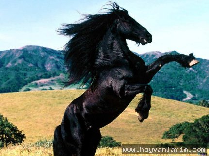 Dört nala duran At resmi