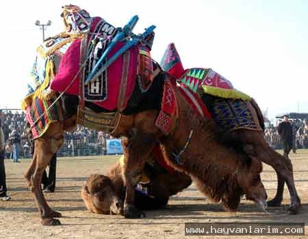 Dövüşen Süslü deve resmi Dövüşen Süslü deve resmi