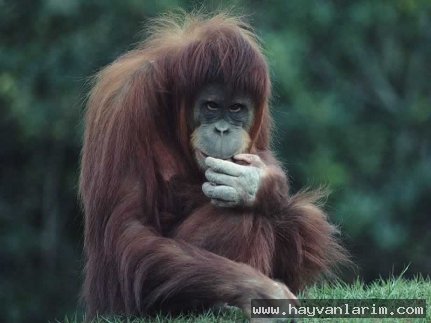 Düşünceli Maymun resmi Düşünceli Maymun resmi