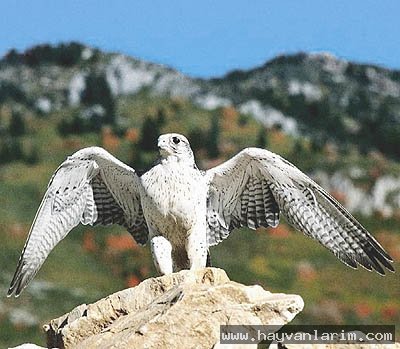 Falco rusticolus kuşu Falco rusticolus kuşu