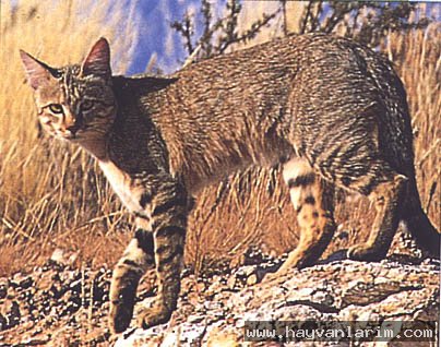 Felis silvestris lybica Felis silvestris lybica