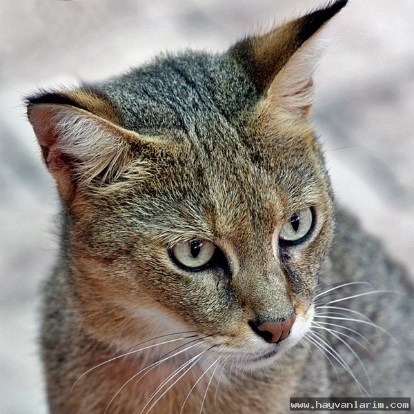 Felis silvestris lybica afrika kedisi Felis silvestris lybica afrika kedisi