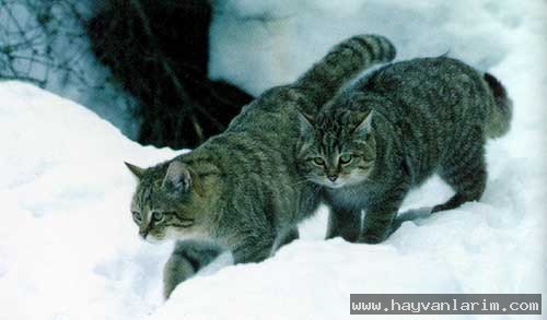 Felis silvestris yabani kendi Felis silvestris yabani kendi