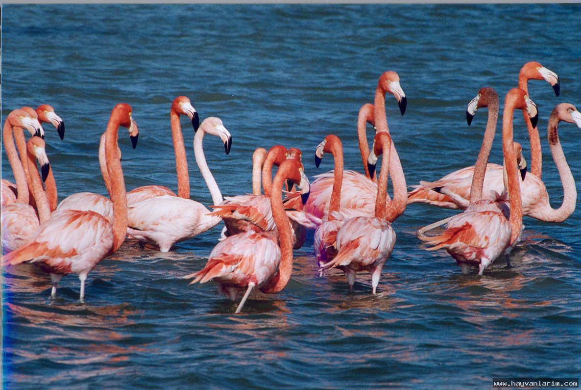 Flamingo sürüsü Flamingo sürüsü