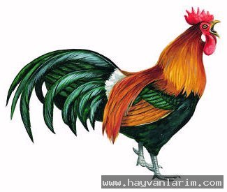 Gallus gallus horozu Gallus gallus horozu