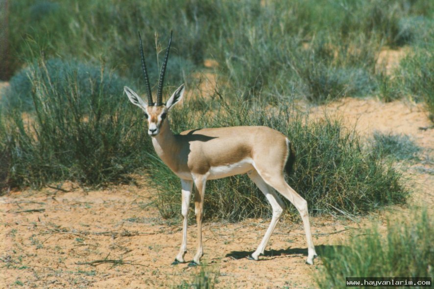 Gazella resimleri Gazella resimleri