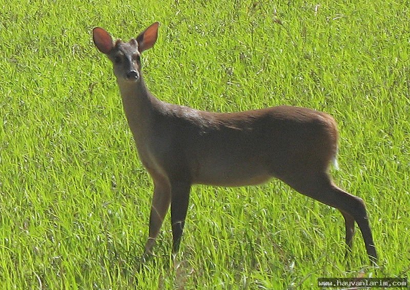 Geyik Cervidae Geyik Cervidae