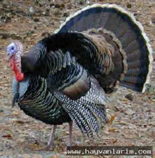 Gezen Hindi resmi Gezen Hindi resmi