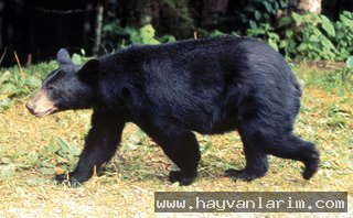 gezen Ursus americanus ayısı gezen Ursus americanus ayısı