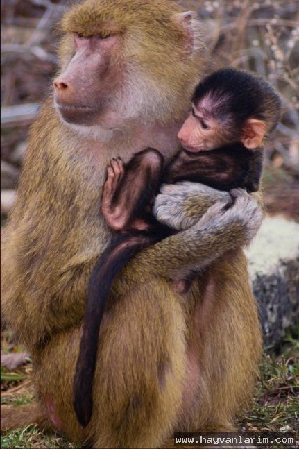 Gezmeye giden maymunlar Gezmeye giden maymunlar