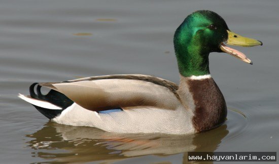 Gölde Ördek resmi Gölde Ördek resmi