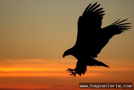 Gün batımı ve Kartal resmi muhteşem bir görüntü Gün batımı ve Kartal resmi muhteşem bir görüntü