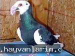 Güvercin İskenderun ırkı Güvercin İskenderun ırkı