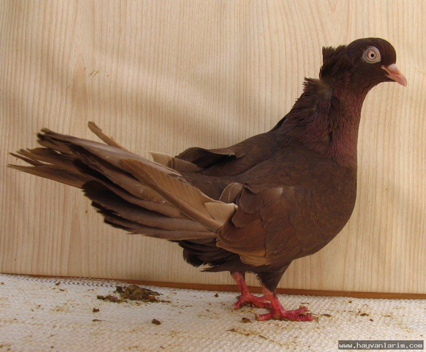 Güvercin Trakya ırkları Güvercin Trakya ırkları