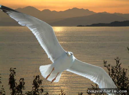 Güvercin ve deniz resmi Güvercin ve deniz resmi