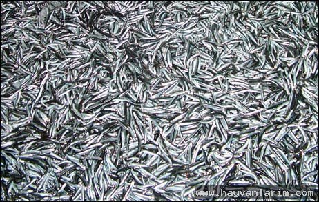 Hamsi resimleri Hamsi resimleri