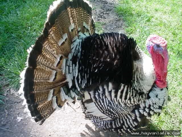 Hindi resimleri Hindi resimleri