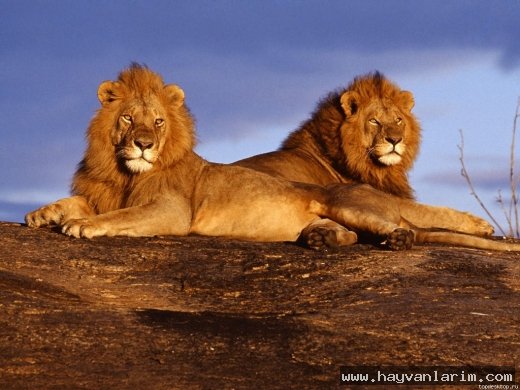 İki tane Aslan resmi İki tane Aslan resmi