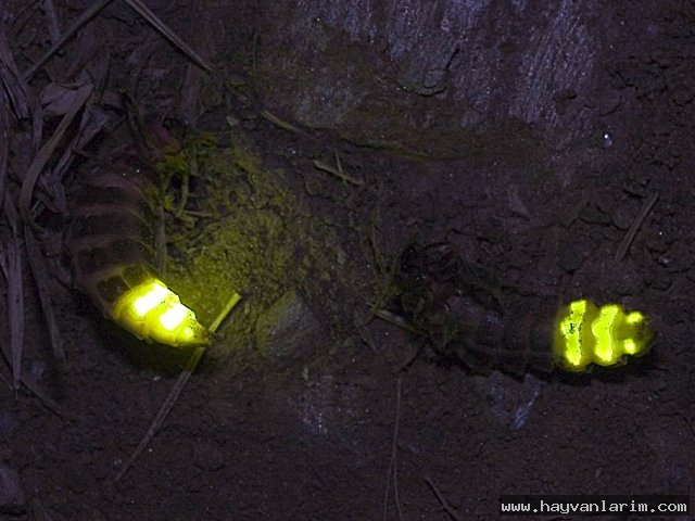 İki tane Ateş Böceği İki tane Ateş Böceği