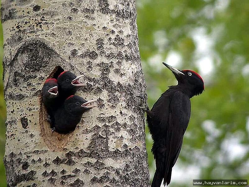 İki tane Picidae İki tane Picidae