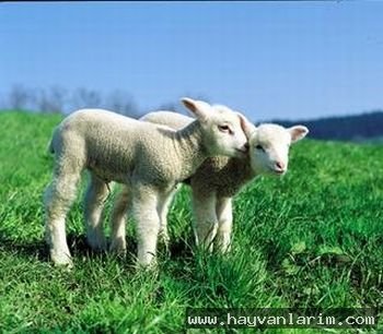 iki tane şirin kuzu resmi iki tane şirin kuzu resmi