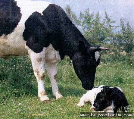 İnek Buzağıyı yalarken İnek Buzağıyı yalarken