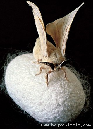 İpek böceği resmi İpek böceği resmi