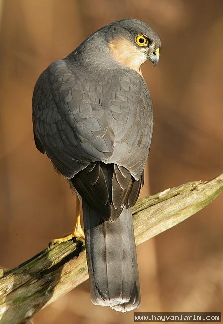 Japon atmacası Japon atmacası