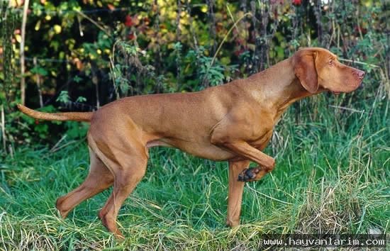 Kahve rengi Puanteri Kahve rengi Puanteri