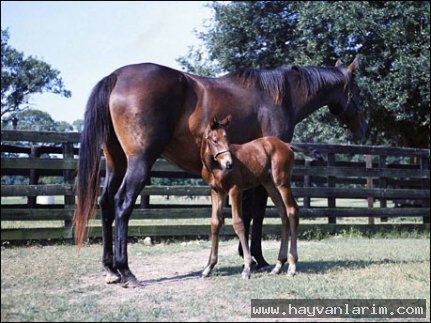 Kahverengi At ve yavrusu Kahverengi At ve yavrusu