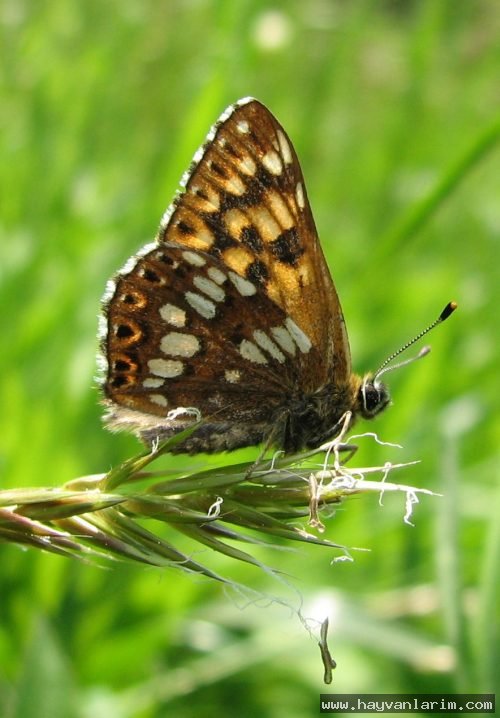 Kahverengi Lycaenidae Kahverengi Lycaenidae