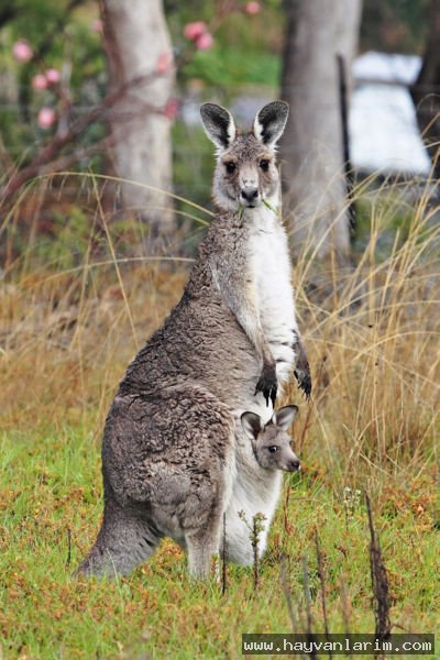Kanguru ve yavrusu Kanguru ve yavrusu