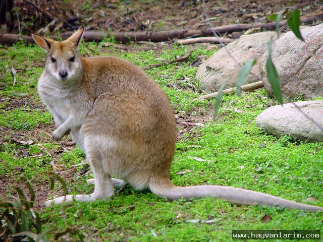 kanguru yavrusu kanguru yavrusu