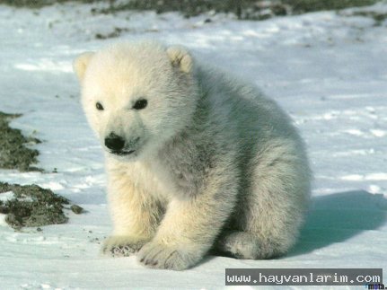 Kar üstünde ayı resmi Kar üstünde ayı resmi