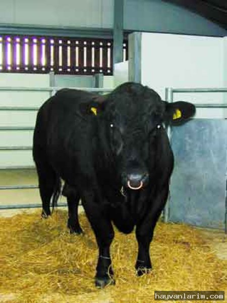 kara İnek kara İnek