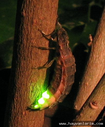 Karanlıkta ateş böceği Karanlıkta ateş böceği