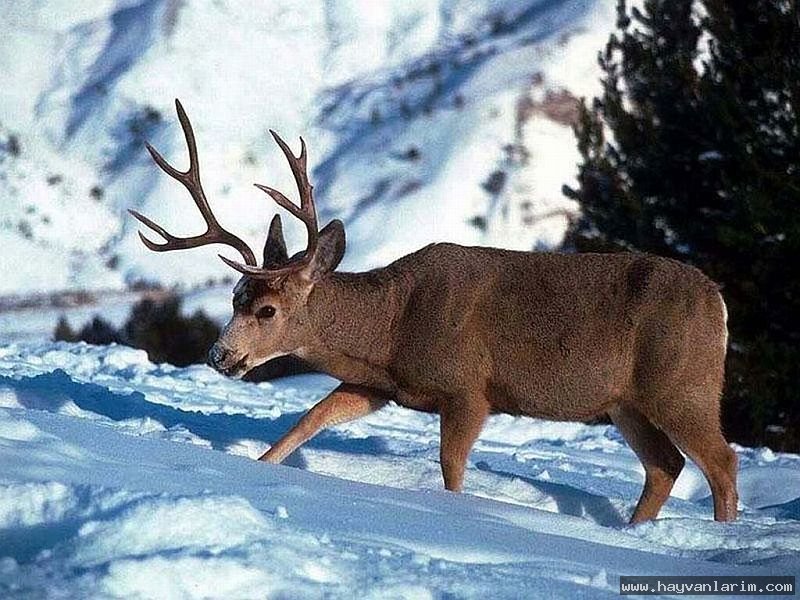 Karda gezen Geyik Cervidae Karda gezen Geyik Cervidae
