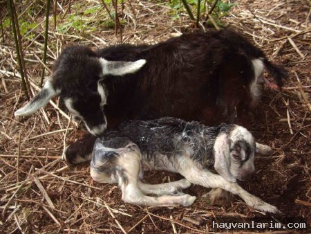 Keçi ve yavrusu Keçi ve yavrusu