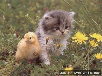 Kedi ve Civciv Kedi ve Civciv