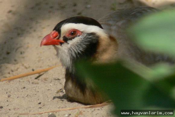 keklik resimleri keklik resimleri